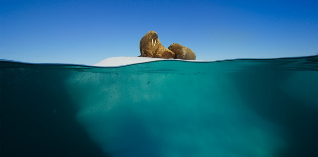 watch Blue Planet anywhere